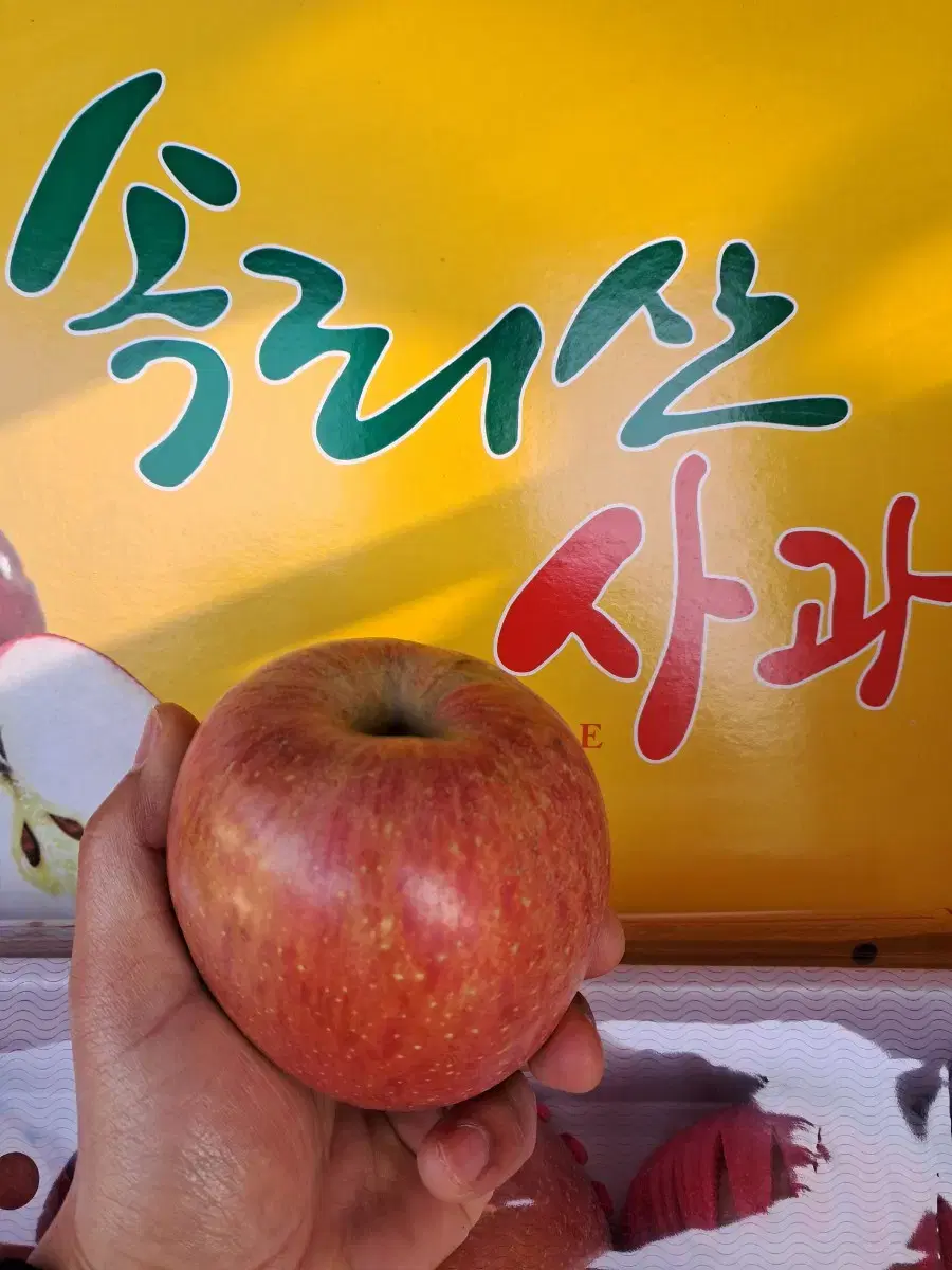 선물용 사과5kg(14~16과)무료배송